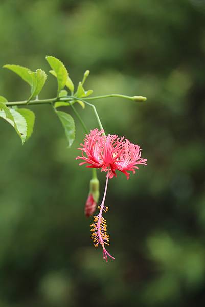 台北植物園裡的花花草草