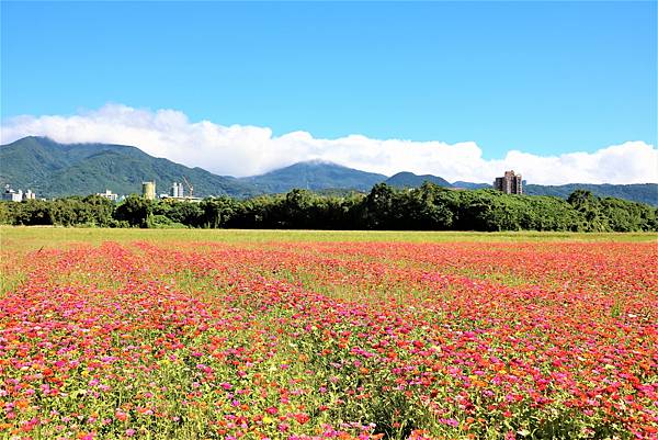 2022 關渡花海