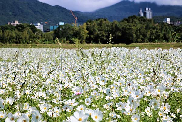 2022 關渡花海