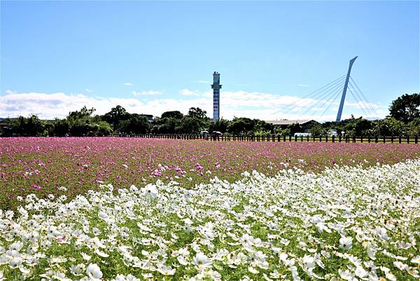 2022 關渡花海