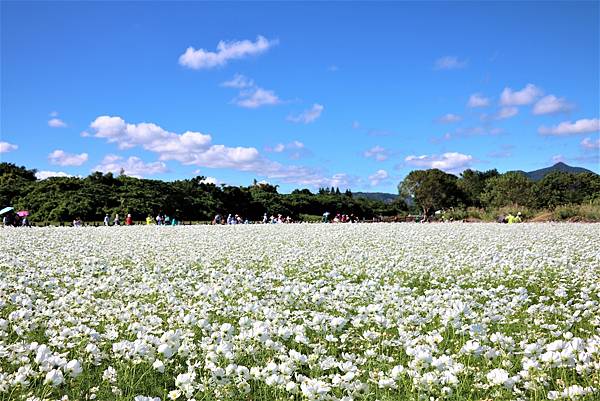 2022 關渡花海