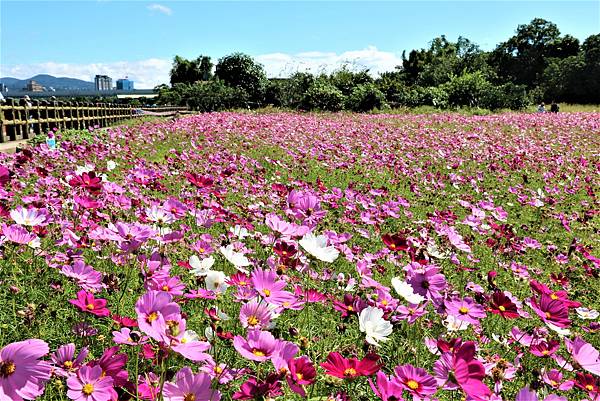 2022 關渡花海