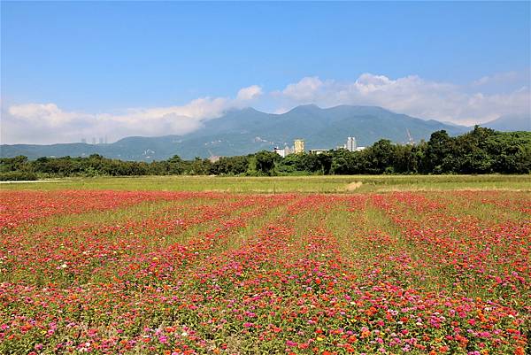 2022 關渡花海