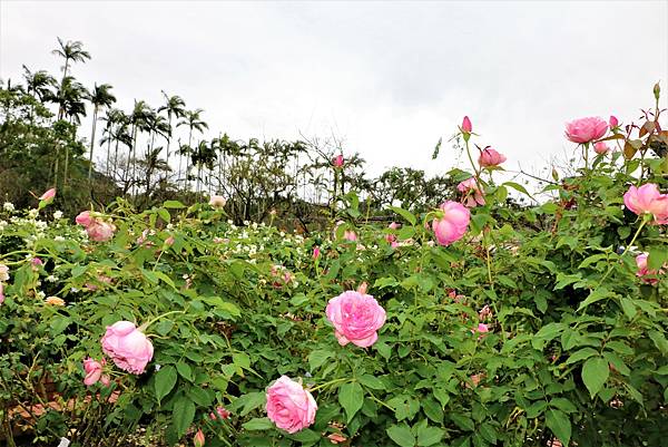 2022 士林官邸 玫瑰園