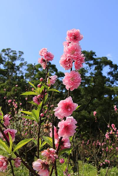 春日賞碧桃