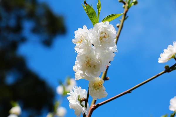 春日賞碧桃