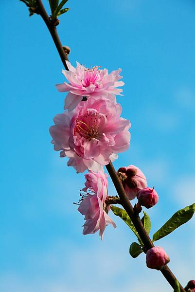 春日賞碧桃