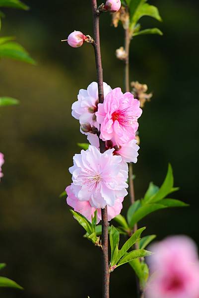 春日賞碧桃