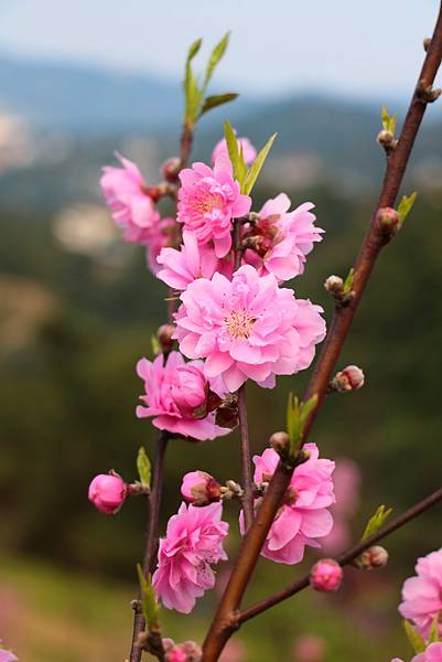 春日賞碧桃