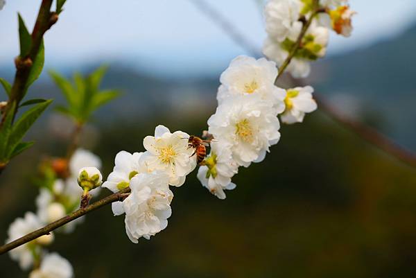 春日賞碧桃