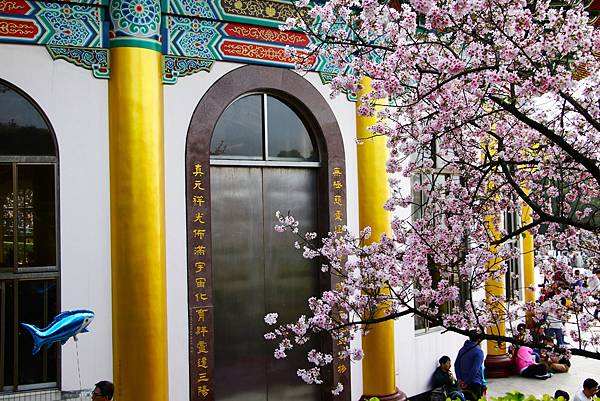 淡水無極天元宮 桜