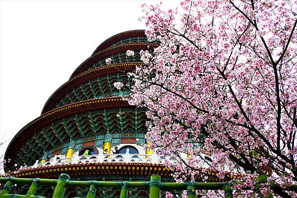 淡水無極天元宮 桜