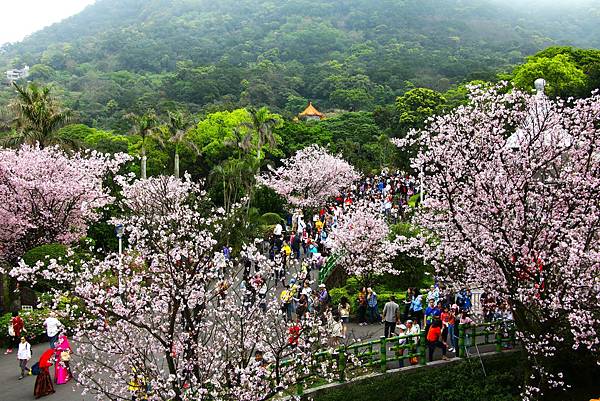 淡水無極天元宮 桜