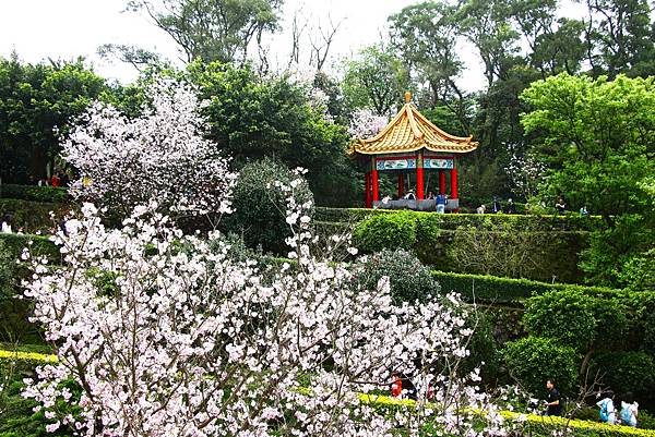 淡水無極天元宮 桜