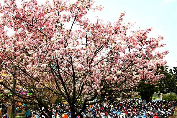 淡水無極天元宮 桜