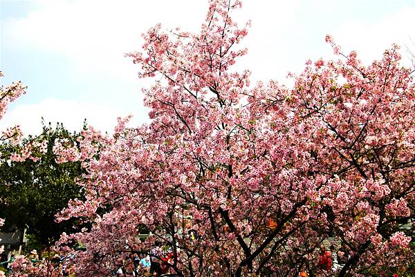 淡水無極天元宮 桜