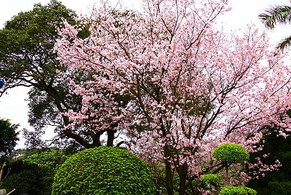 淡水無極天元宮 桜