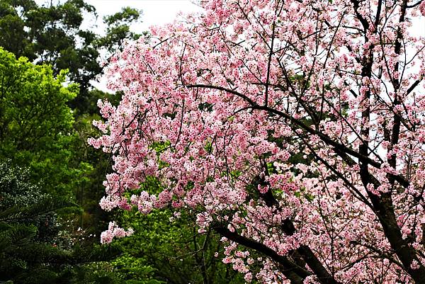 淡水無極天元宮 桜