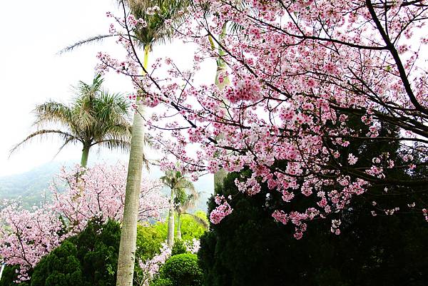 淡水無極天元宮 桜