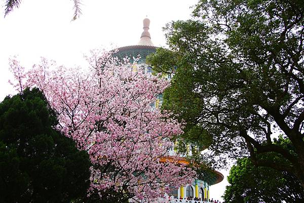 淡水無極天元宮 桜