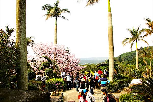 淡水無極天元宮 桜