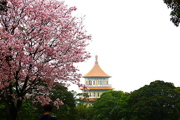 淡水無極天元宮 桜