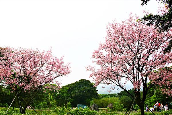 淡水無極天元宮 桜