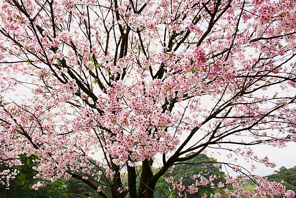 淡水無極天元宮 桜