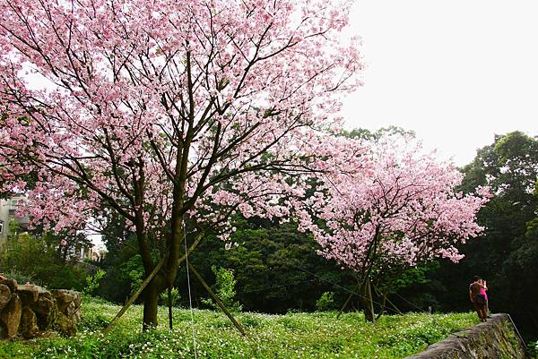 淡水無極天元宮 桜