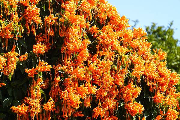 圓山花博 炮仗花