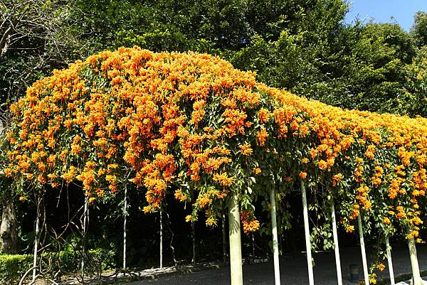 圓山花博 炮仗花