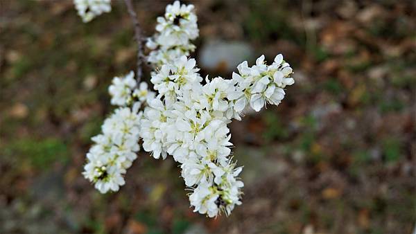 白布帆の李花