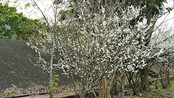 白布帆の李花