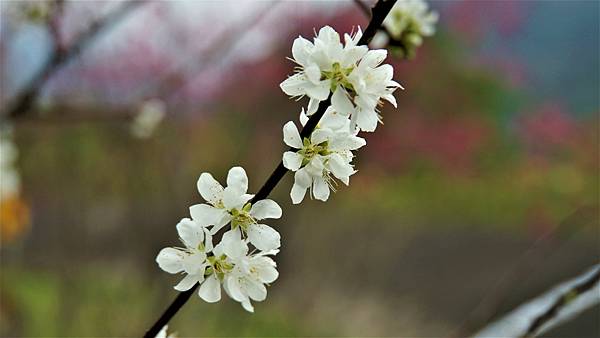 白布帆の李花