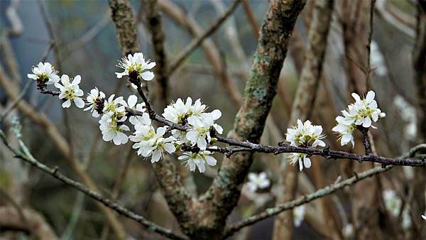 白布帆の李花