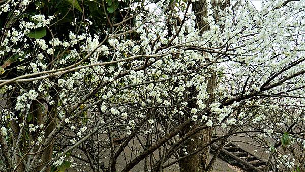 白布帆の李花