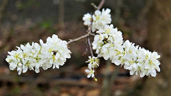 白布帆の李花