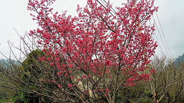 白布帆の李花