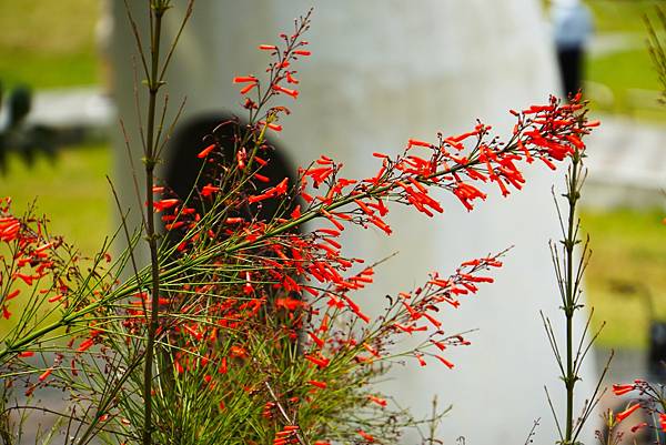 喜氣洋洋の炮竹紅