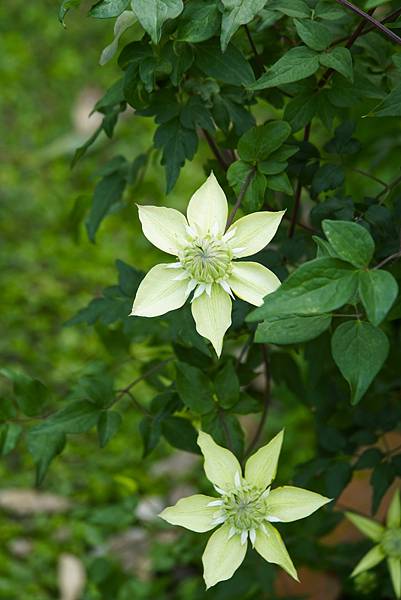 台北玫瑰園 蜿蜒多姿的鐵線蓮