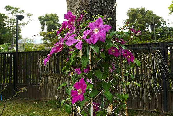 台北玫瑰園 蜿蜒多姿的鐵線蓮