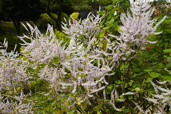 台北玫瑰園 麝香木