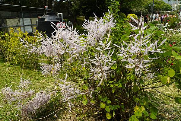 台北玫瑰園 麝香木