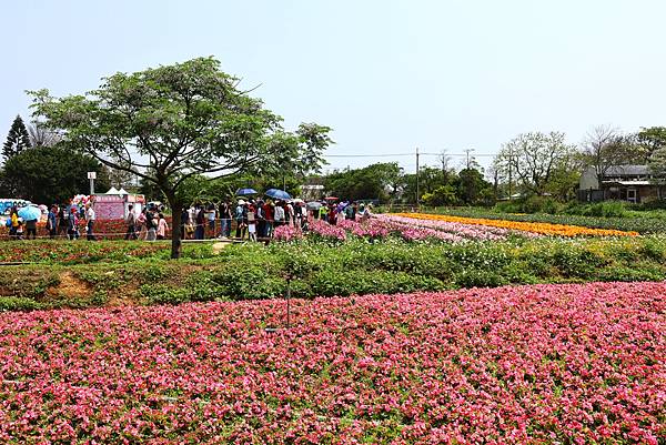 2023 桃園彩色海芋季