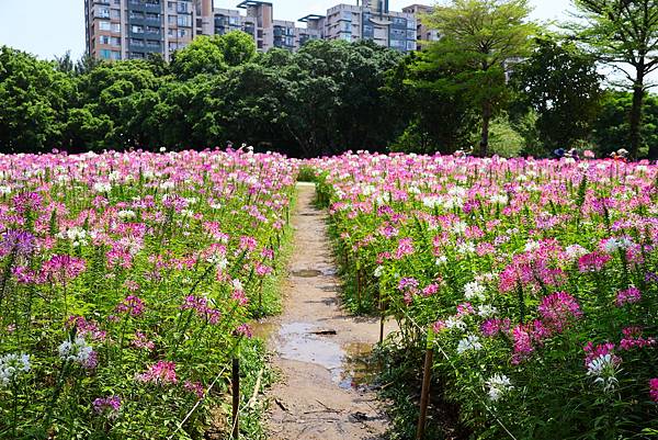 2023 古亭河濱公園  翩翩起舞醉蝶花