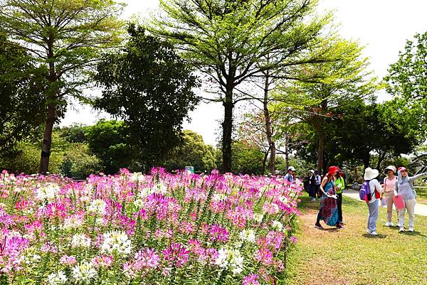 2023 古亭河濱公園  翩翩起舞醉蝶花