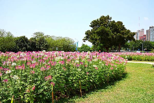 2023 古亭河濱公園  翩翩起舞醉蝶花