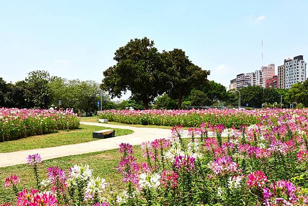 2023 古亭河濱公園  翩翩起舞醉蝶花