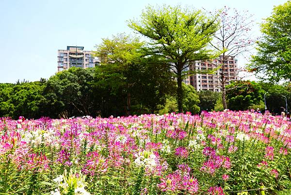 2023 古亭河濱公園  翩翩起舞醉蝶花