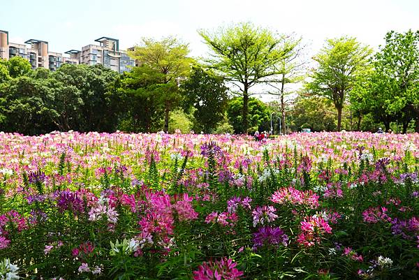 2023 古亭河濱公園  翩翩起舞醉蝶花